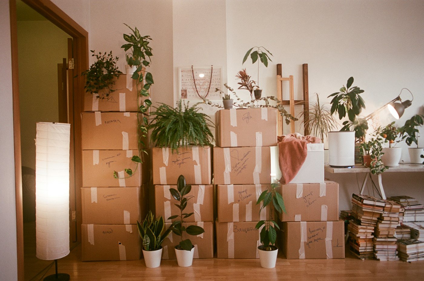 Cartons de déménagement empilés dans un logement, entourés de plantes